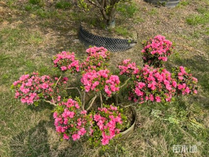 高度120厘米映山红