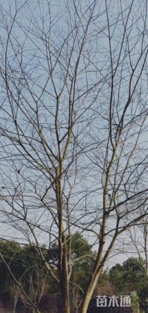 8公分(5杆)丛生朴树