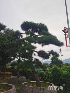 20公分造型黑松