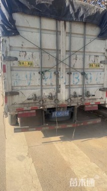 高度20厘米大丽花