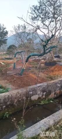 10公分红果冬青