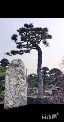 高度555厘米黑松