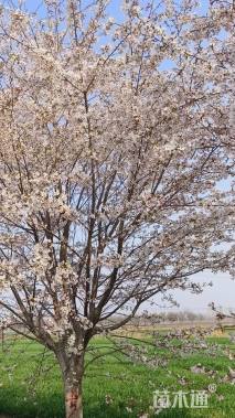 18公分染井吉野樱