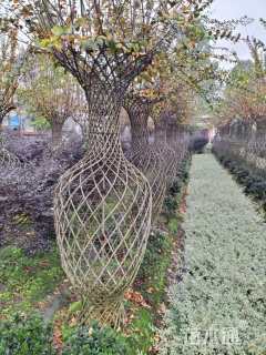 50公分紫薇花瓶