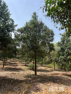 15公分大叶女贞