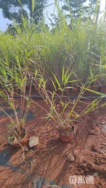 高度50厘米芦苇