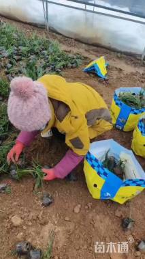 高度20厘米葱兰