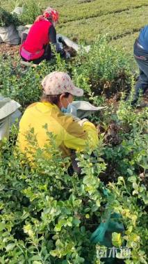 高度55厘米胶东卫矛