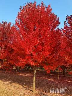 14公分美国红枫