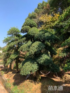 20公分椤木石楠