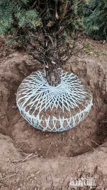 高度600厘米青海云杉