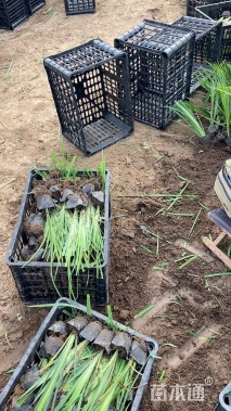 高度30厘米马兰头