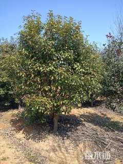 10公分红叶石楠