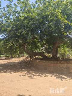 40公分造型朴树