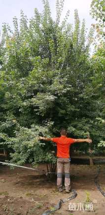 高度500厘米丛生三角枫