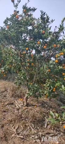 高度300厘米砂糖桔