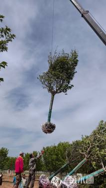 15公分高杆阳光樱