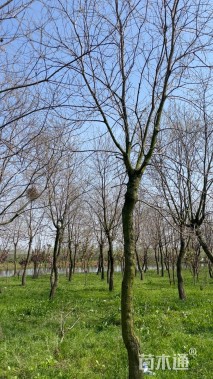 15公分造型乌桕