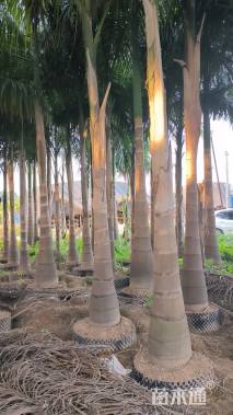 裸干高200厘米大王椰子