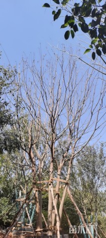 80公分(5杆)丛生朴树
