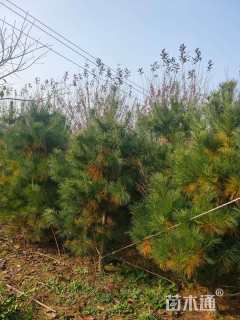 高度300厘米华山松