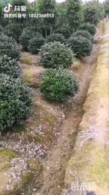 冠幅250厘米茶梅球