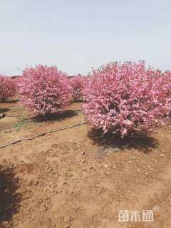 高度1200厘米红叶榆叶梅