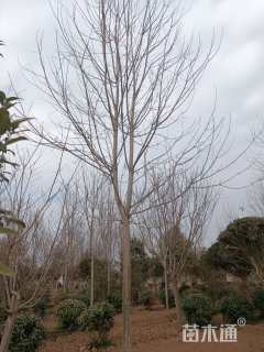 15公分美国红枫