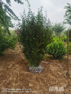 高度250厘米丛生木槿