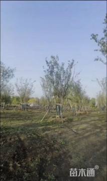 20公分(6杆)丛生朴树