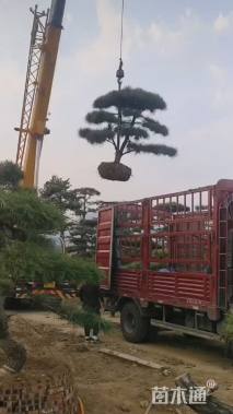 高度200厘米黑松