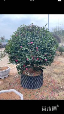 冠幅80厘米茶梅球