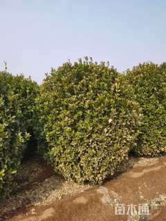 冠幅170厘米大叶黄杨球