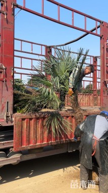 裸干高150厘米棕榈