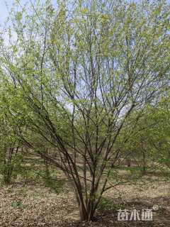 50公分(6杆)丛生榉树