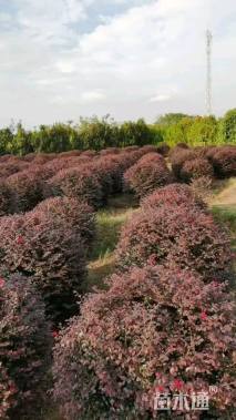 冠幅100厘米红花继木球