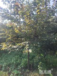 10公分加拿大紫荆