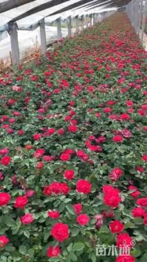 高度30厘米红帽月季