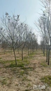 高度600厘米三季红红枫