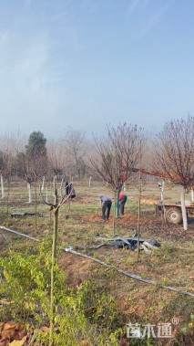 14公分染井吉野樱