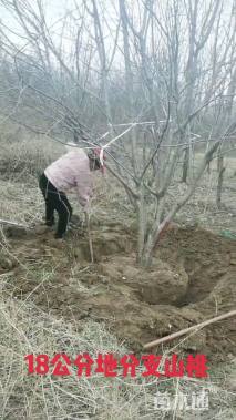 15公分青叶碧桃