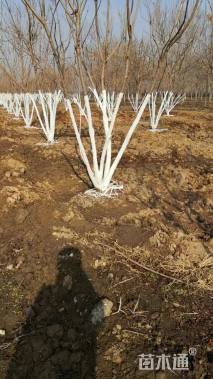 10公分(6杆)丛生栾树