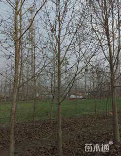 15公分二乔玉兰