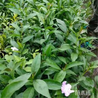 高度35厘米双色茉莉