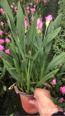 高度30厘米姜荷花