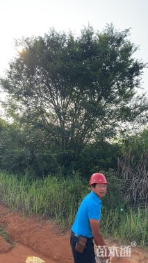 50公分(5杆)丛生朴树