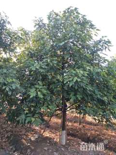 15公分澳洲火焰木