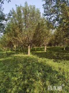 18公分绚丽海棠