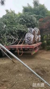 13公分日本晚樱