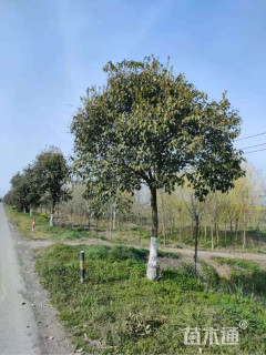 15公分大叶女贞